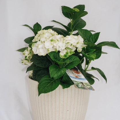 Grin and Tonic Hydrangea - LandscapeDirect