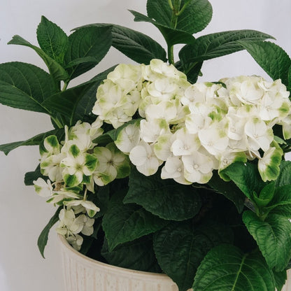 Grin and Tonic Hydrangea - LandscapeDirect