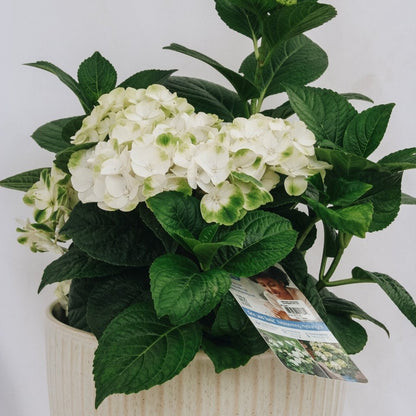 Grin and Tonic Hydrangea - LandscapeDirect