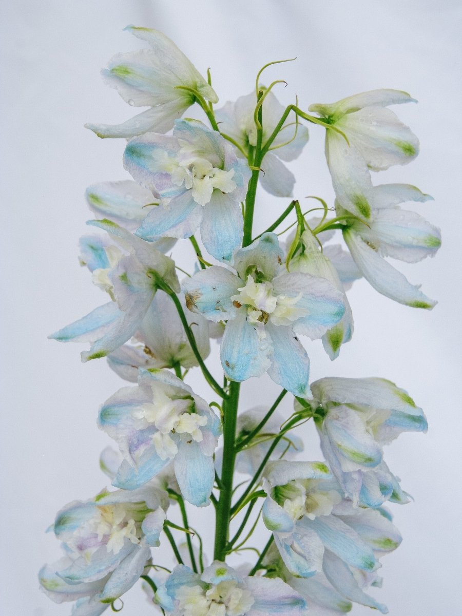 Guardian Lavender Larkspur - LandscapeDirect