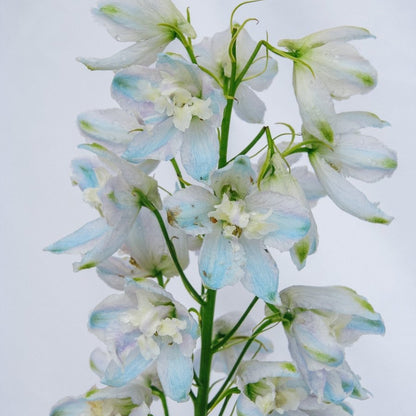 Guardian Lavender Larkspur - LandscapeDirect
