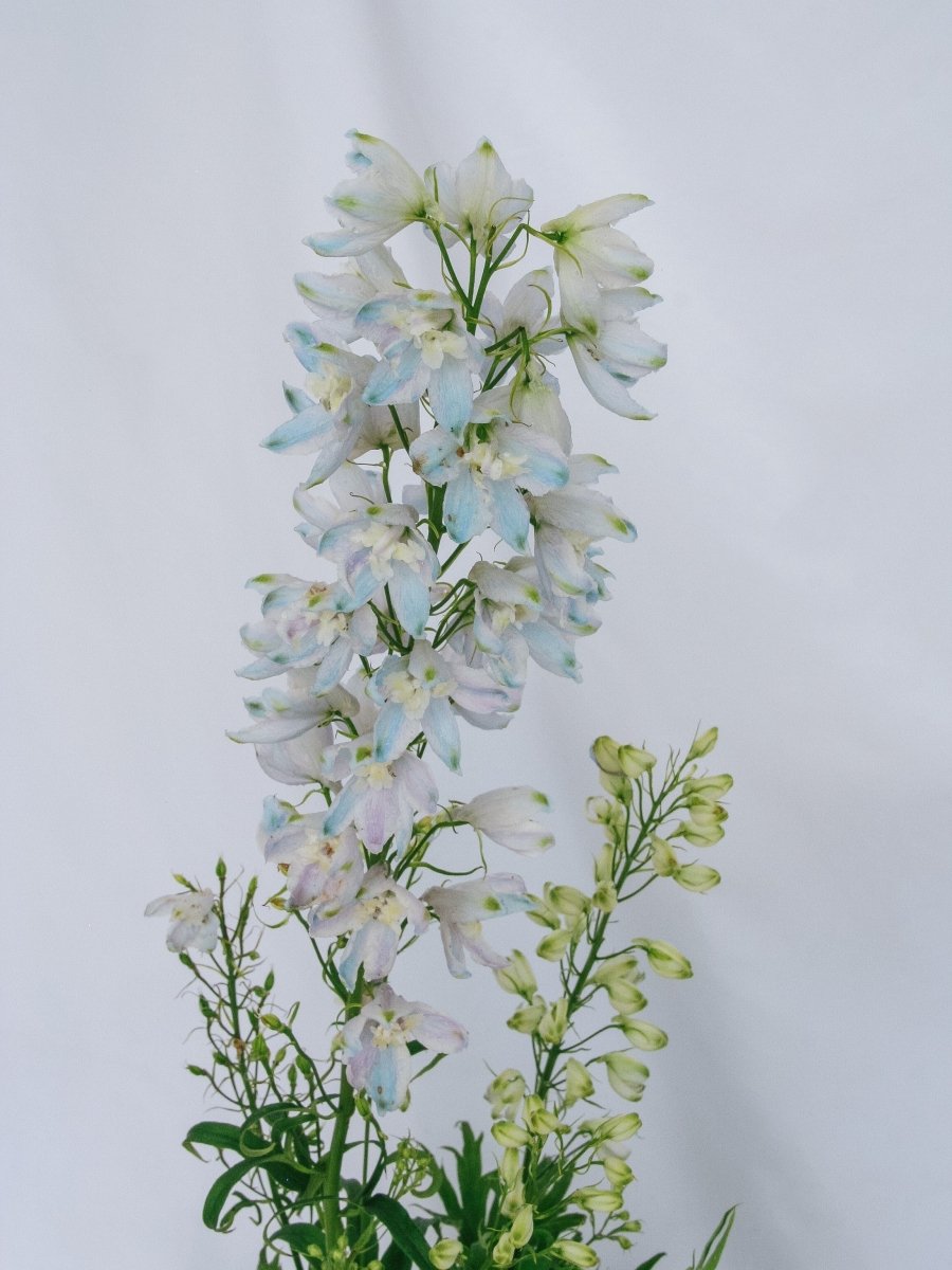 Guardian Lavender Larkspur - LandscapeDirect