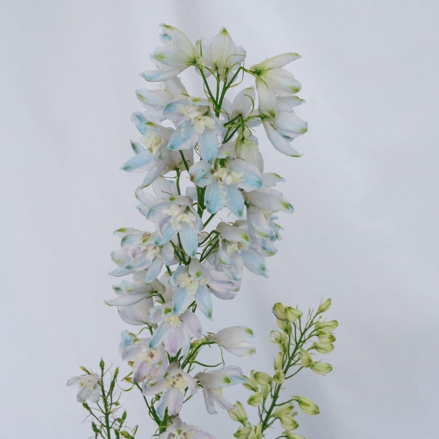 Guardian Lavender Larkspur - LandscapeDirect