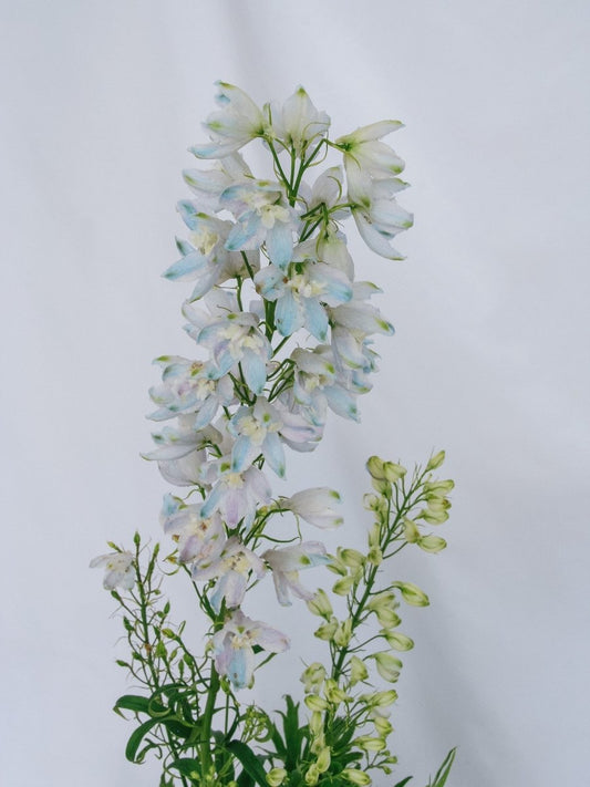 Guardian Lavender Larkspur - LandscapeDirect