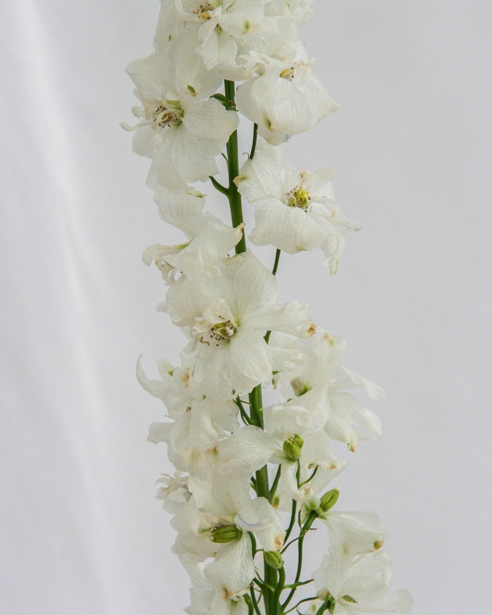 Guardian White Larkspur - LandscapeDirect