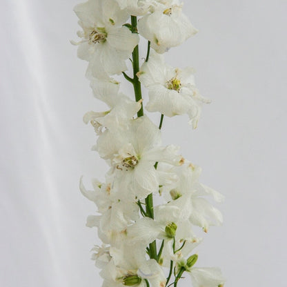 Guardian White Larkspur - LandscapeDirect