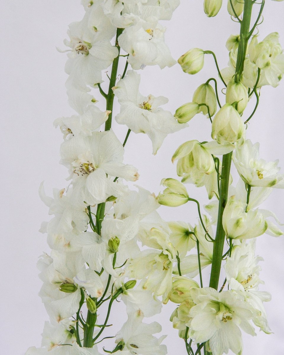 Guardian White Larkspur - LandscapeDirect