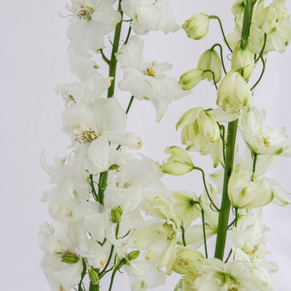 Guardian White Larkspur - LandscapeDirect