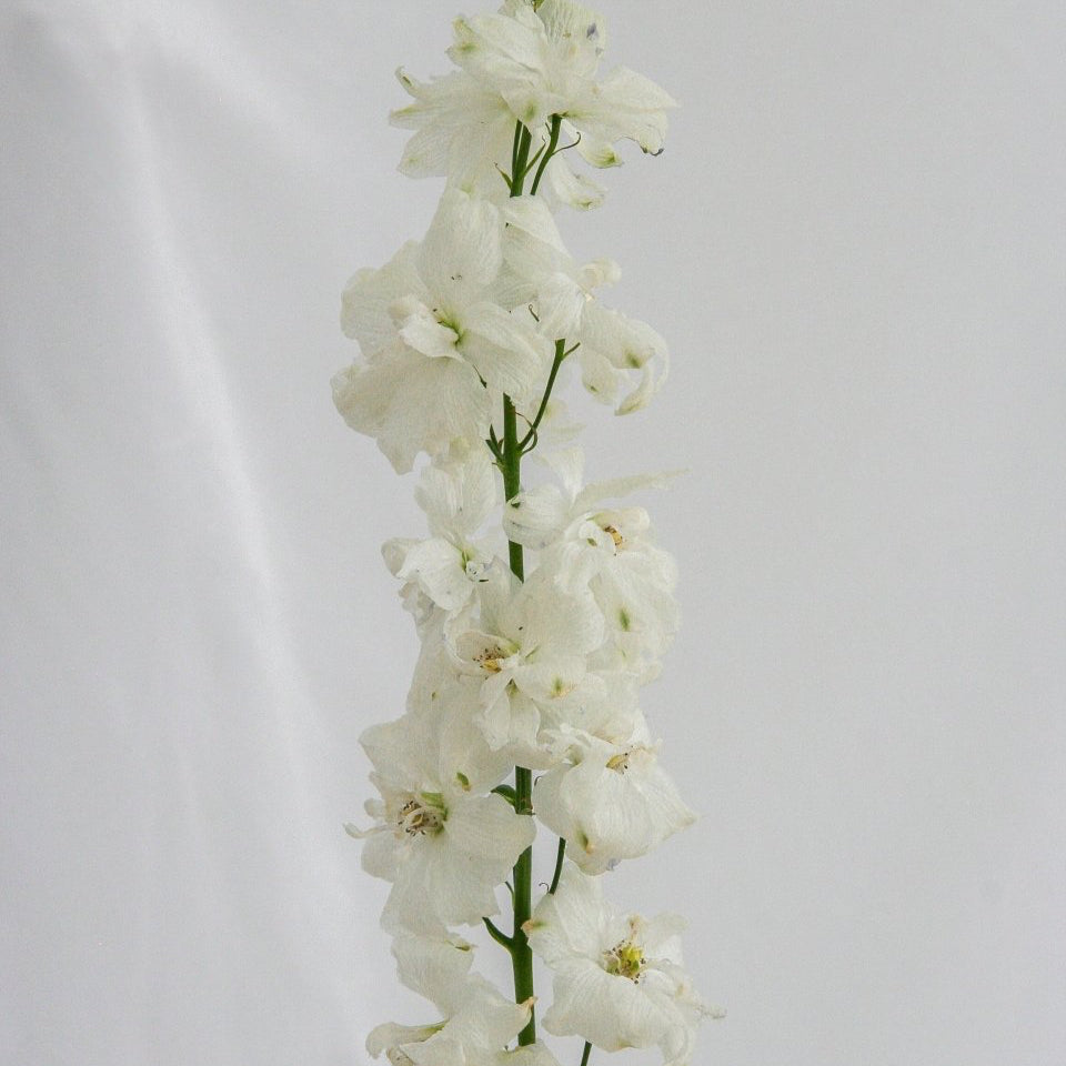 Guardian White Larkspur - LandscapeDirect