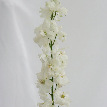Guardian White Larkspur - LandscapeDirect