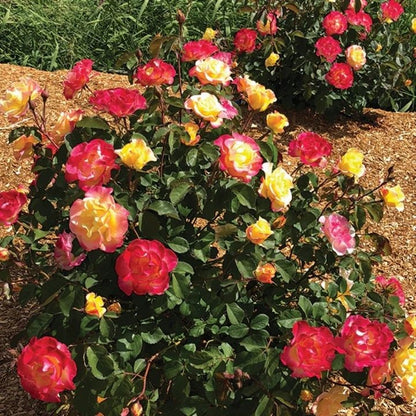 Gumball Goody Rose, - LandscapeDirect