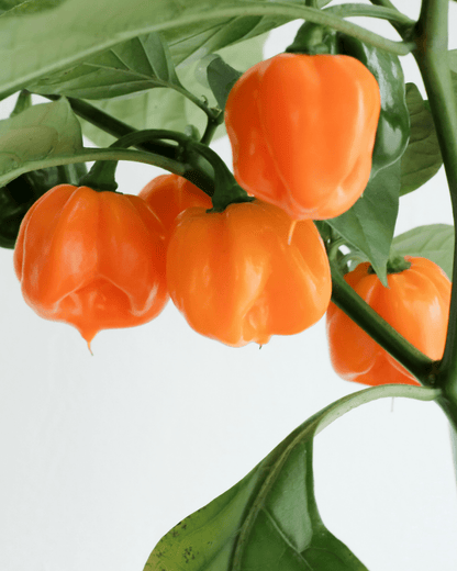 Habanero Pepper - LandscapeDirect