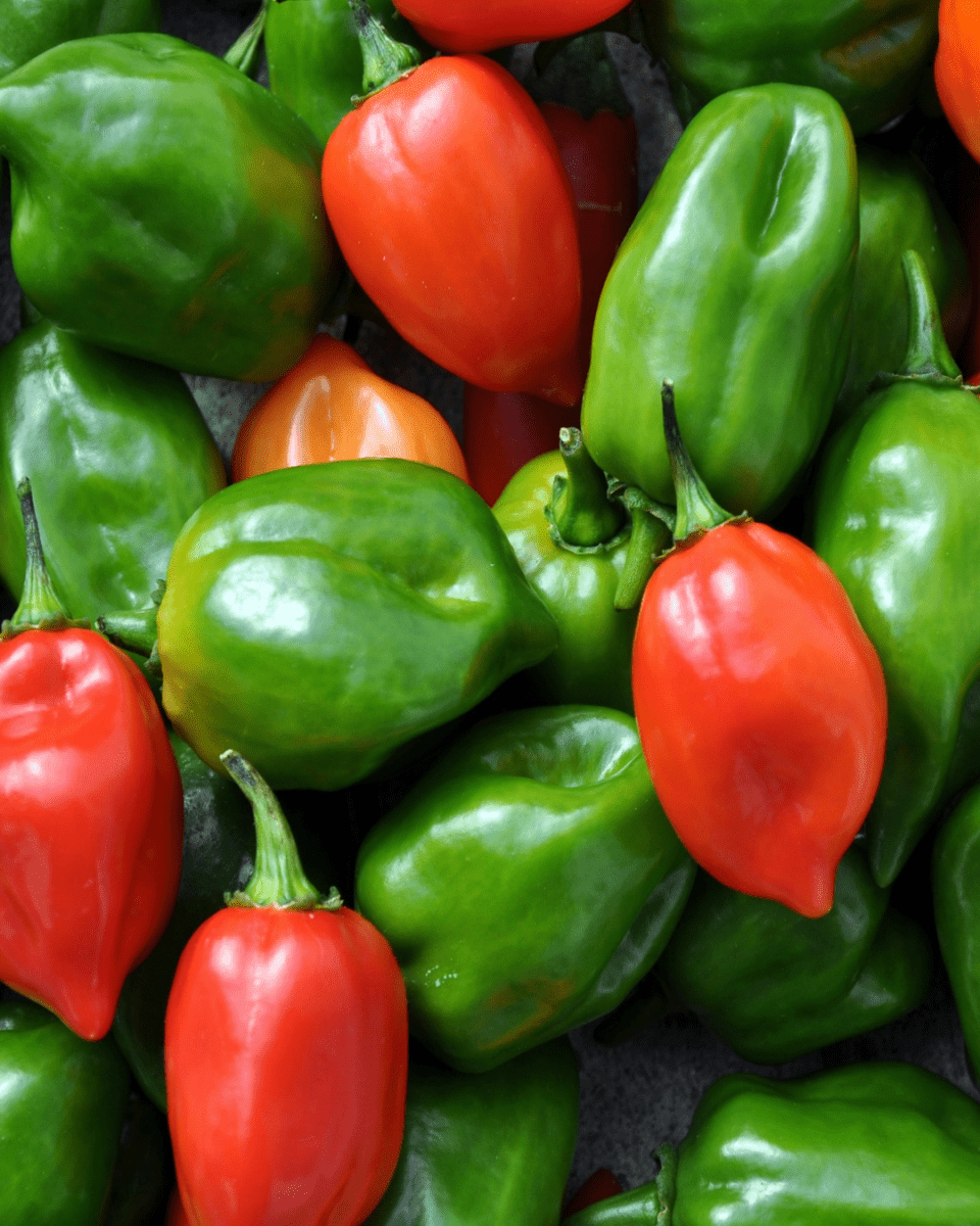 Habanero Pepper - LandscapeDirect