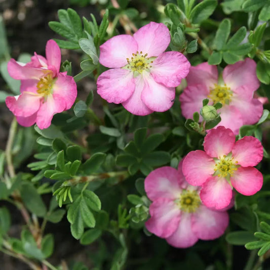 Happy Face Hearts Potentilla - LandscapeDirect