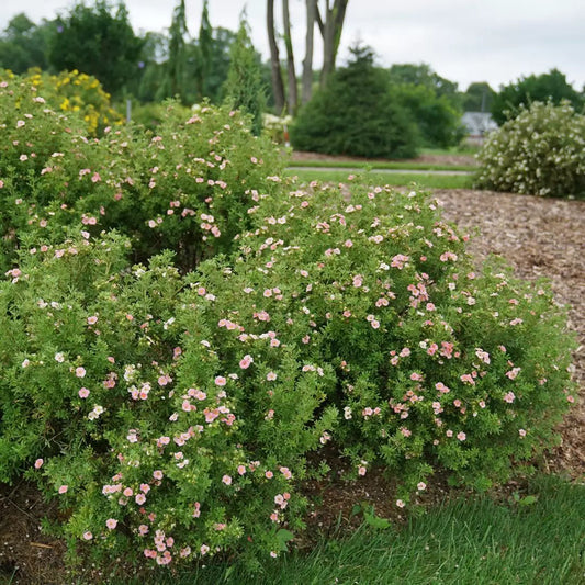 Happy Face Pink Paradise Potentilla - LandscapeDirect