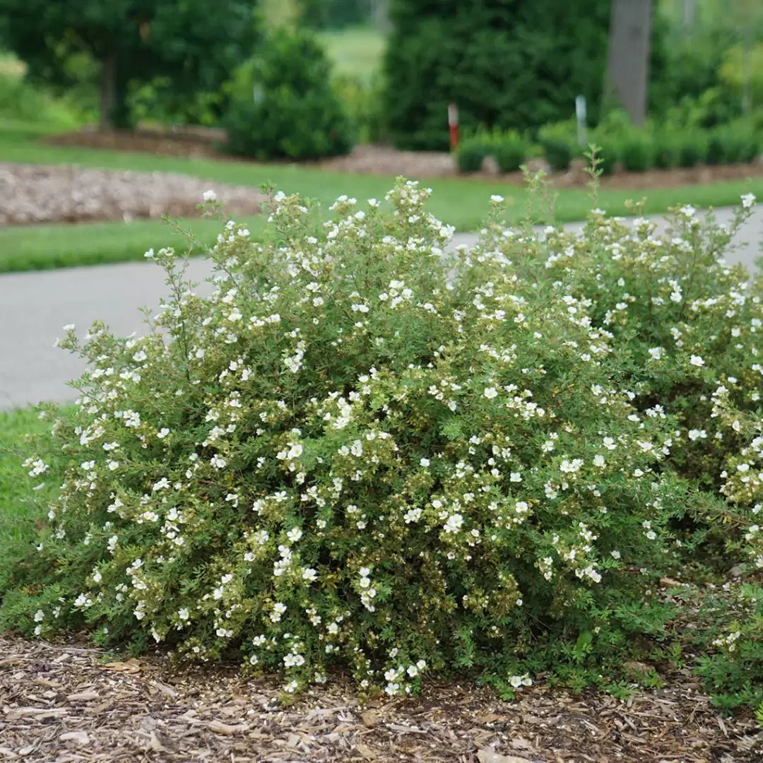 Happy Face White Potentilla - LandscapeDirect