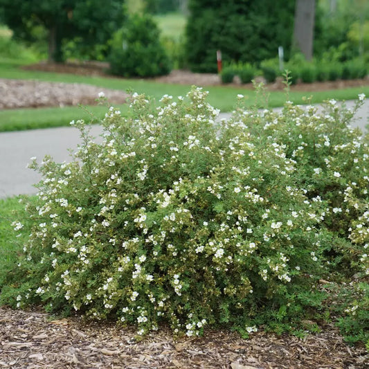 Happy Face White Potentilla - LandscapeDirect