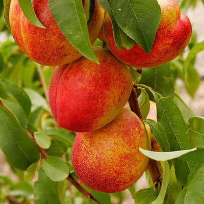 Hardired Nectarine - LandscapeDirect