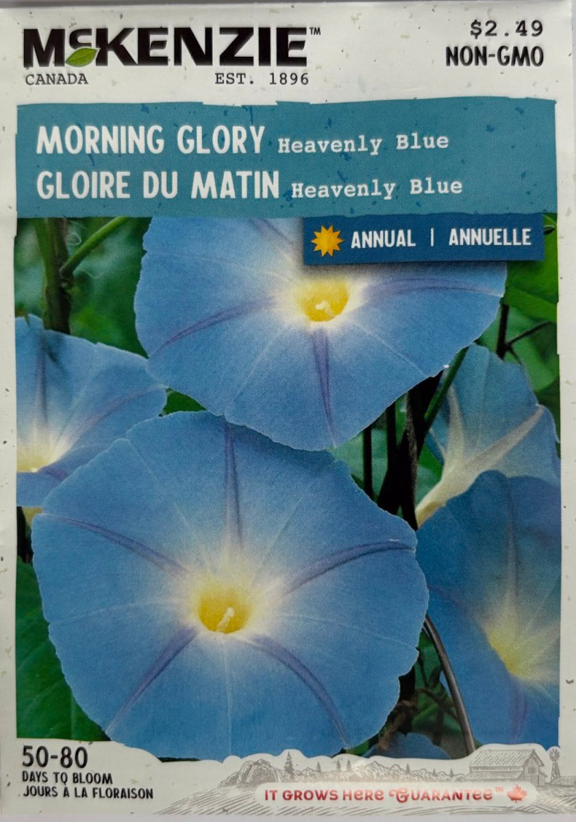 Heavenly Blue Morning Glory - LandscapeDirect
