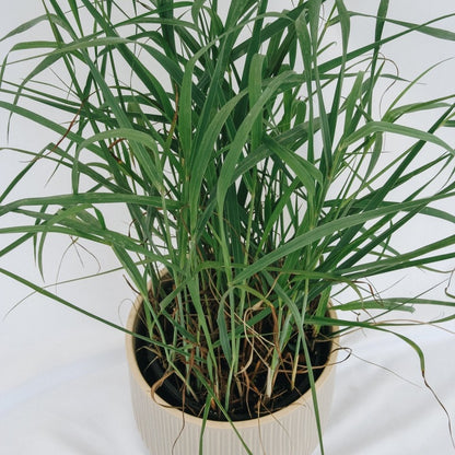 Heavy Metal Switchgrass - LandscapeDirect