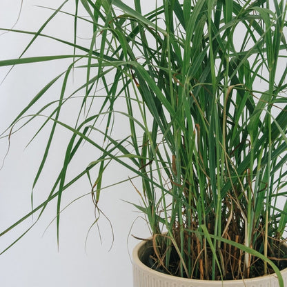 Heavy Metal Switchgrass - LandscapeDirect