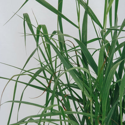 Heavy Metal Switchgrass - LandscapeDirect