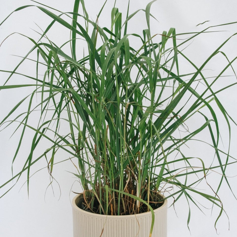 Heavy Metal Switchgrass - LandscapeDirect