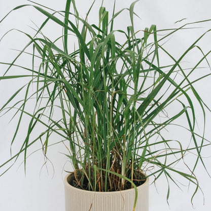 Heavy Metal Switchgrass - LandscapeDirect