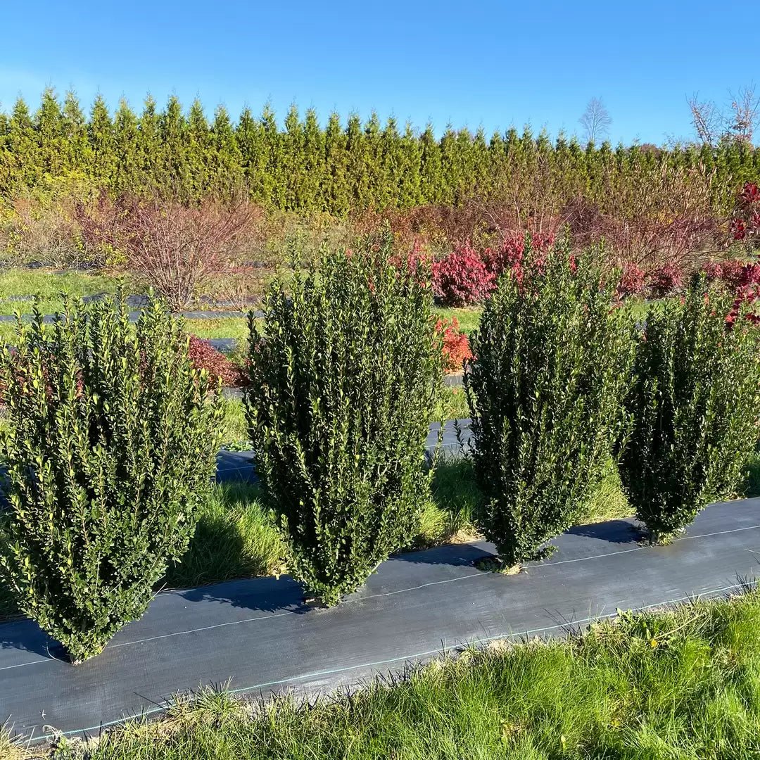 Hedge Box Japanese Holly - LandscapeDirect