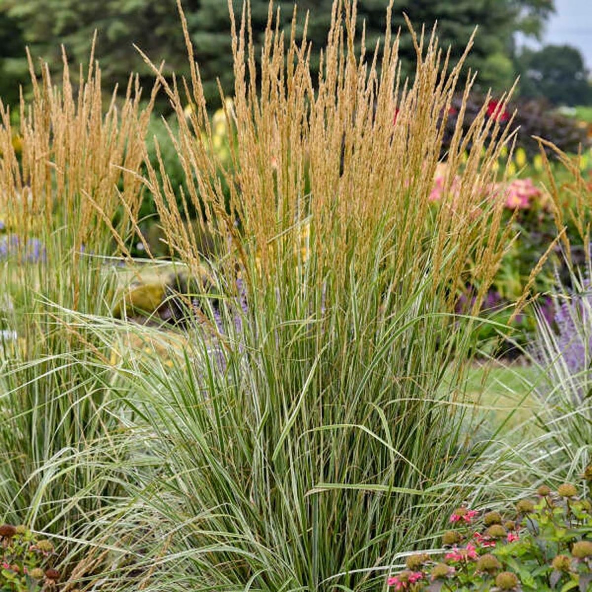Hello Spring Feather Reed Grass - LandscapeDirect