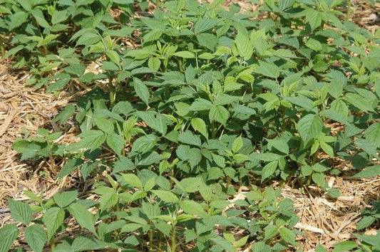 Heritage Raspberry - LandscapeDirect