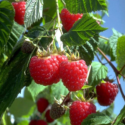 Heritage Raspberry - LandscapeDirect