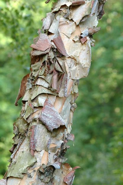 Heritage River Birch - Clump - LandscapeDirect