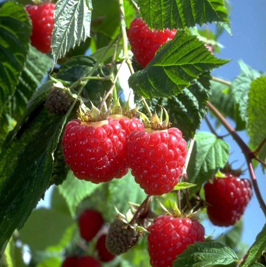 Heritage Raspberry