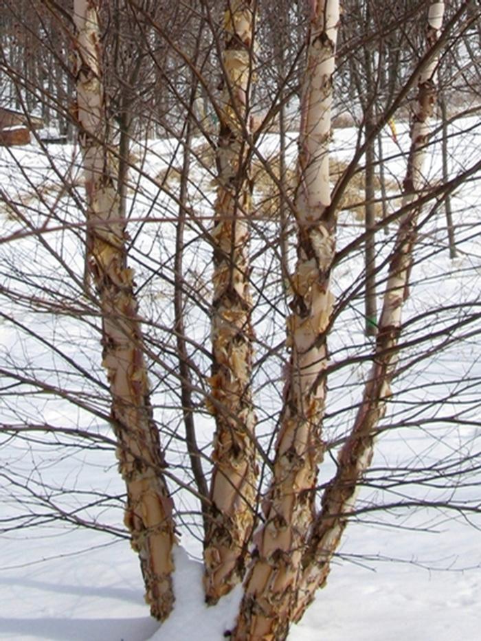 Heritage River Birch - Clump