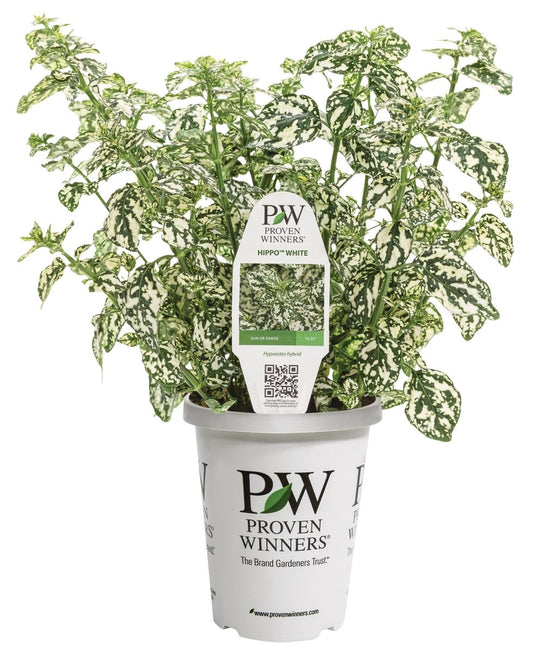 Hippo™ White Polka Dot Plant - LandscapeDirect