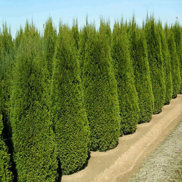 Holmstrup Arborvitae – LandscapeDirect