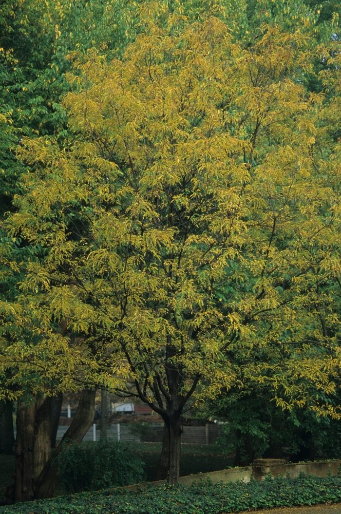 Imperial Honeylocust