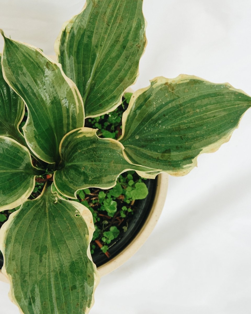 Hope Springs Eternal Plantain Lily - LandscapeDirect