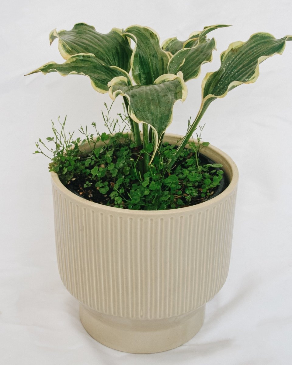 Hope Springs Eternal Plantain Lily - LandscapeDirect
