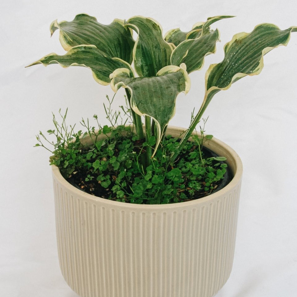 Hope Springs Eternal Plantain Lily - LandscapeDirect