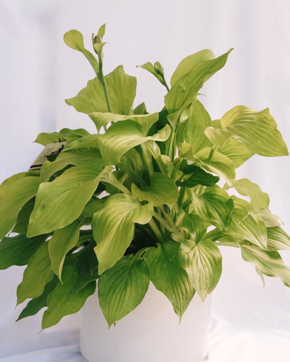 Hosta August Moon - LandscapeDirect