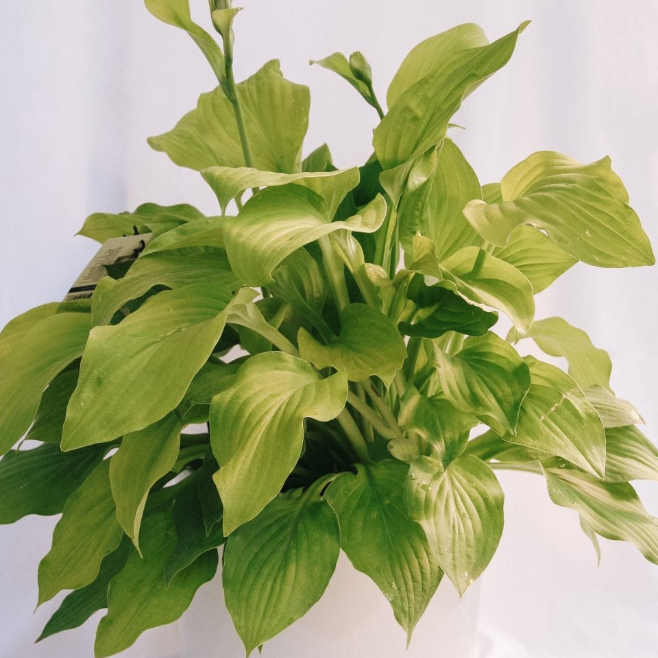 Hosta August Moon - LandscapeDirect
