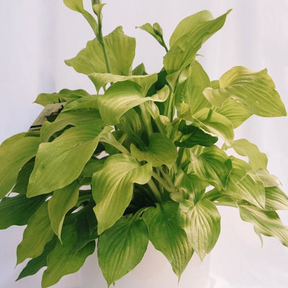 Hosta August Moon - LandscapeDirect