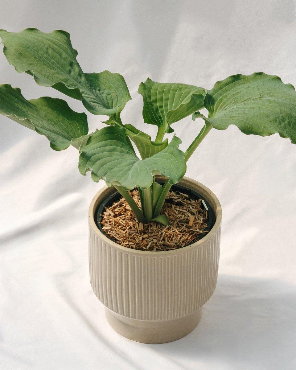 Hosta Diamond Lake - LandscapeDirect