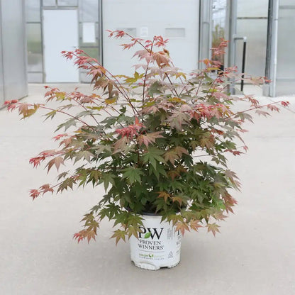 HOT CHANA® Maple - LandscapeDirect