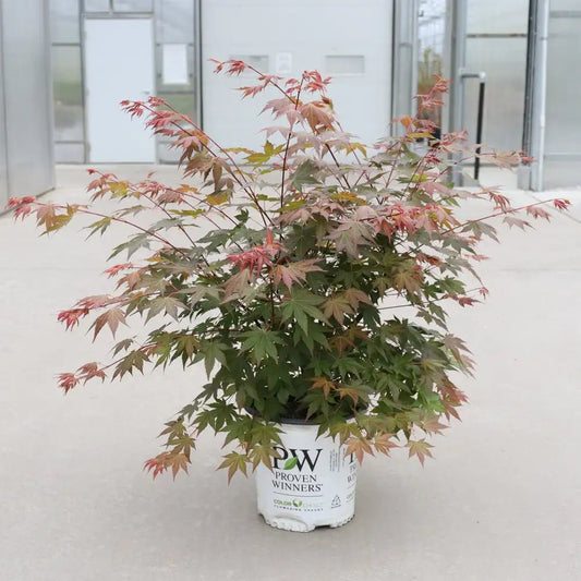 HOT CHANA® Maple - LandscapeDirect