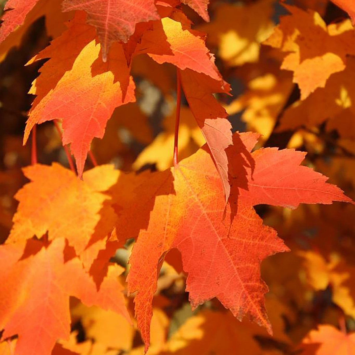 Hot Wings Maple - LandscapeDirect