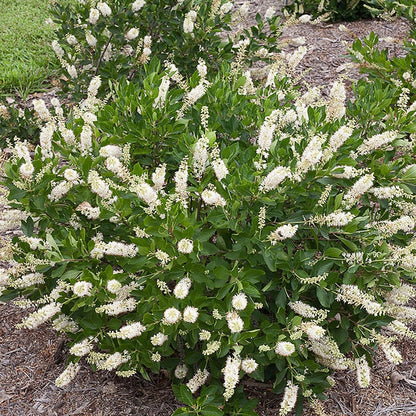 Hummingbird Summersweet - LandscapeDirect