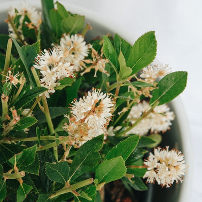 Hummingbird Summersweet - LandscapeDirect